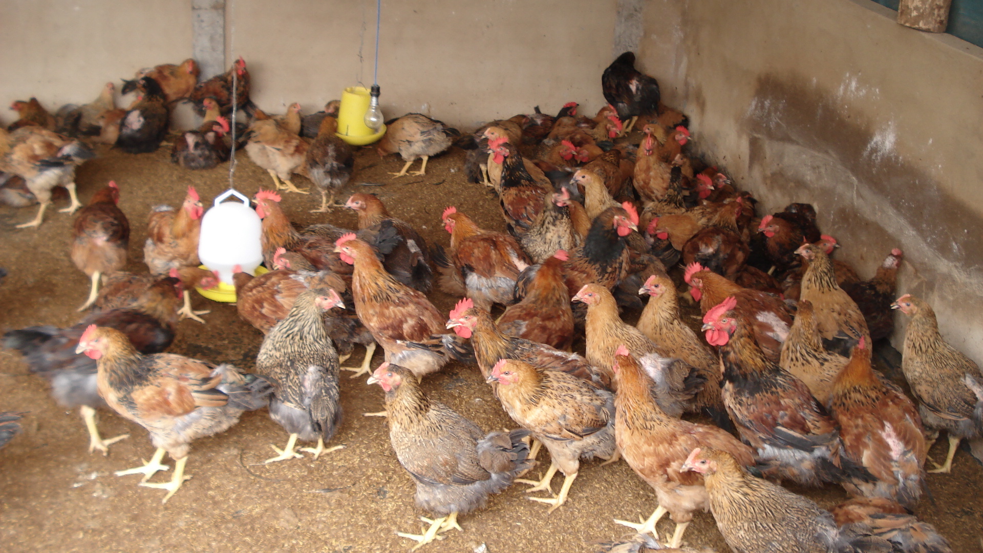 Hiệu quả từ chăn nuôi gà thịt an toàn sinh học