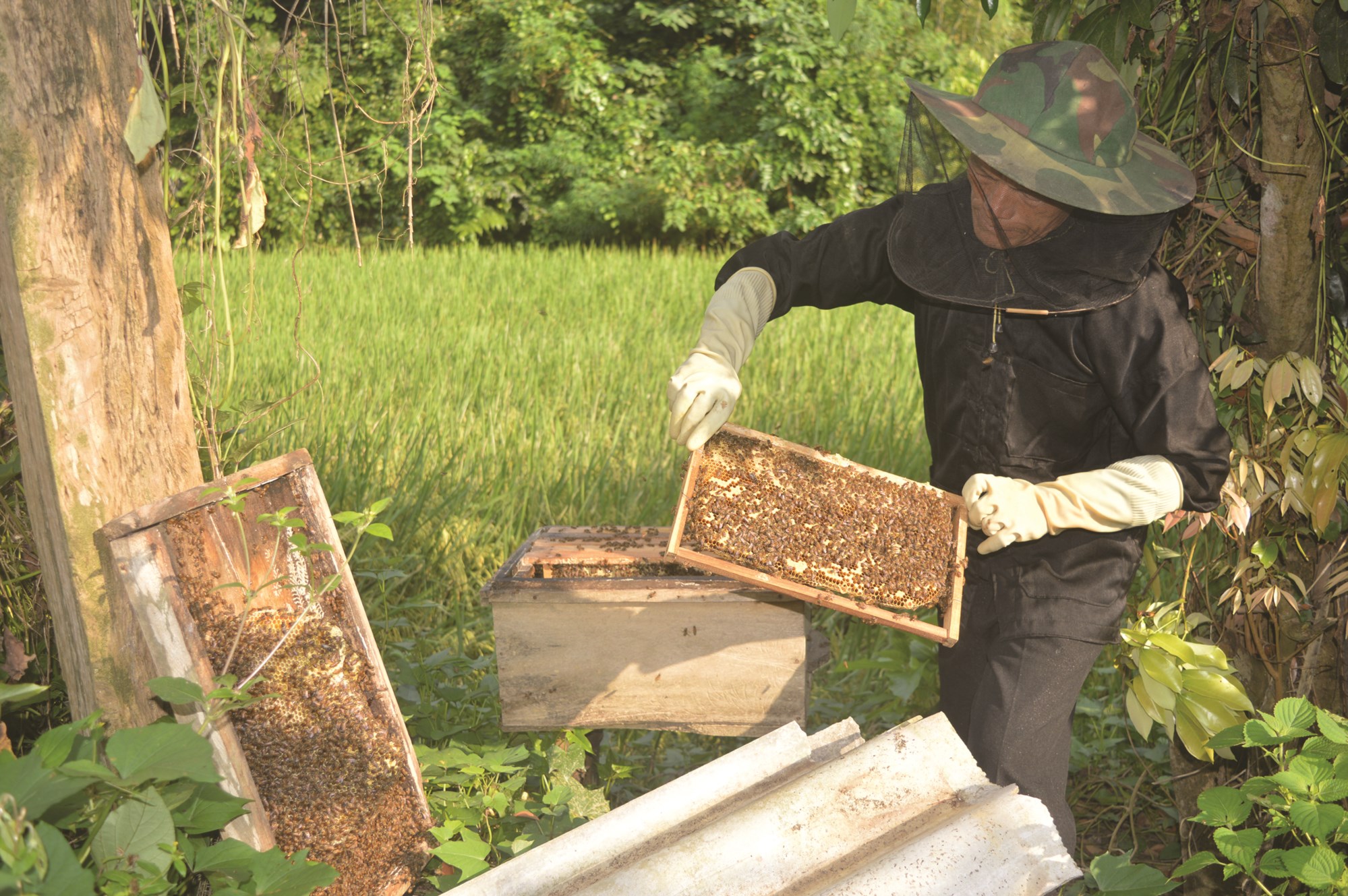Thông tin cơ bản về nuôi ong