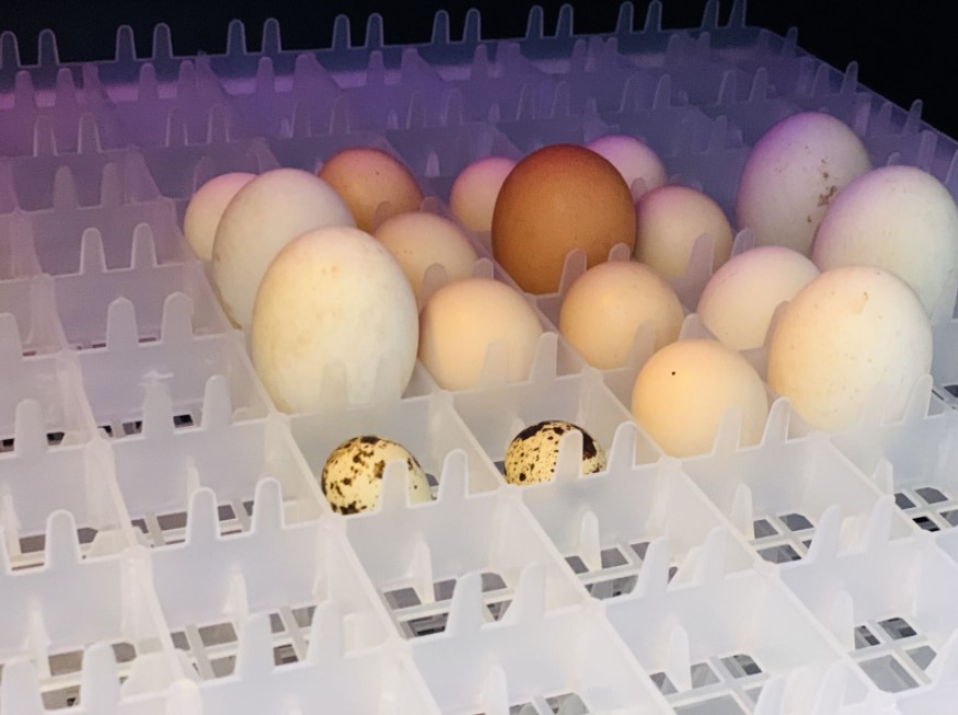 Độ ẩm thích hợp giúp trứng nở tốt và con khỏe mạnh