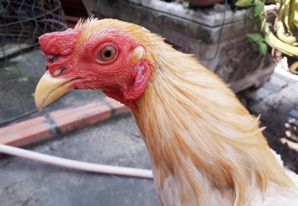 Thường xuyên tắm rửa sạch sẽ cho gà cũng là kinh nghiệm trong nuôi gà chọi