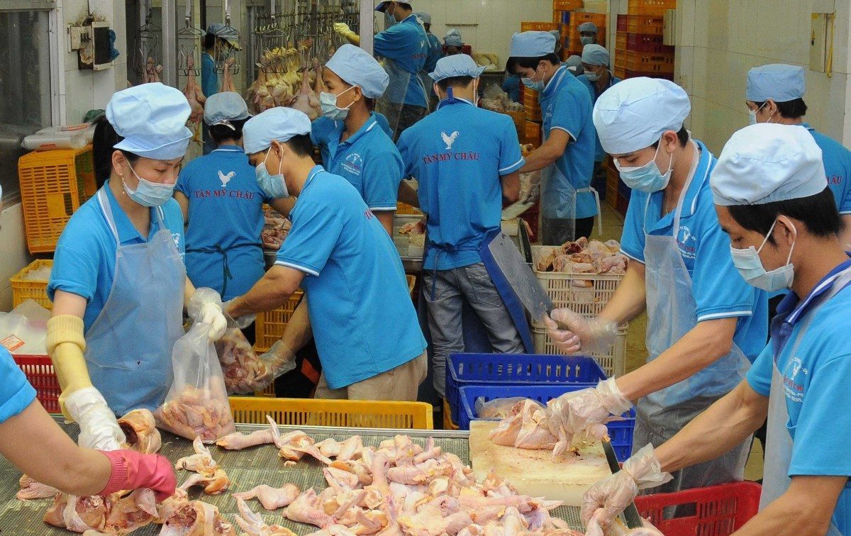 Đánh giá về tiềm năng ngành sản xuất thịt gà