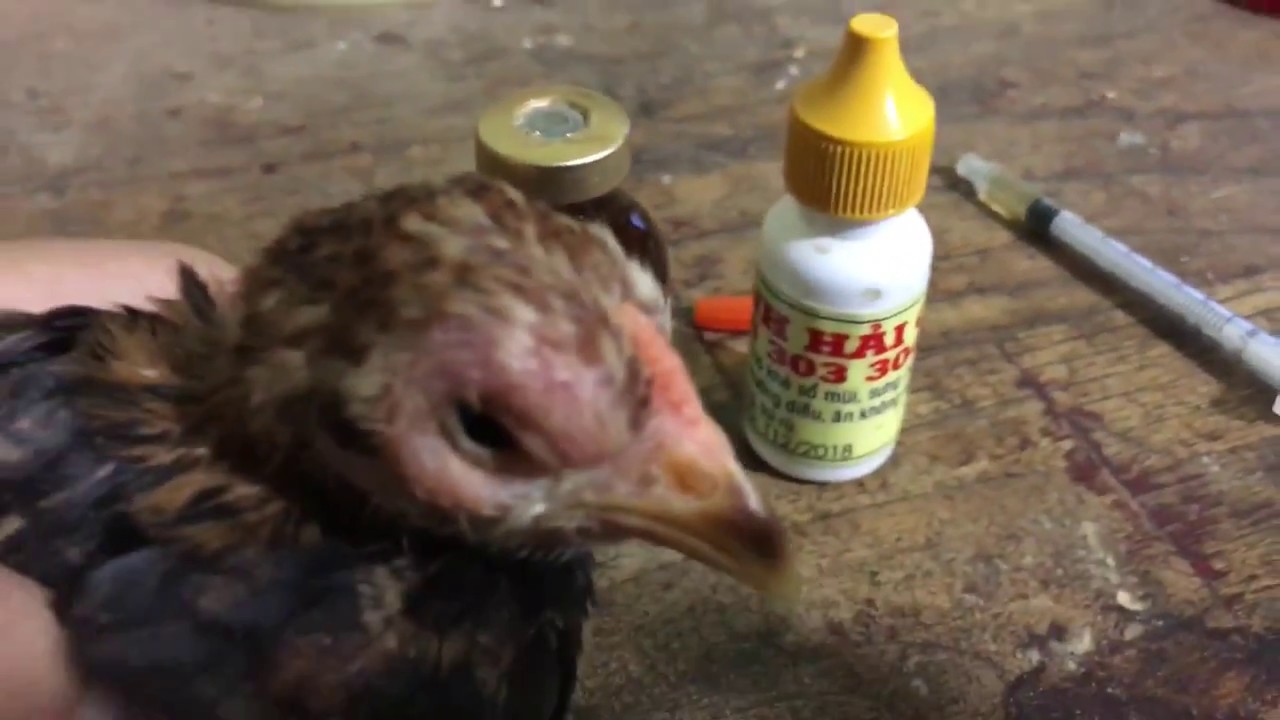 Lưu ý trong cách trị bệnh sưng phù đầu ở gà