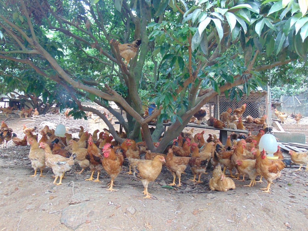 mô hình chăn nuôi gà