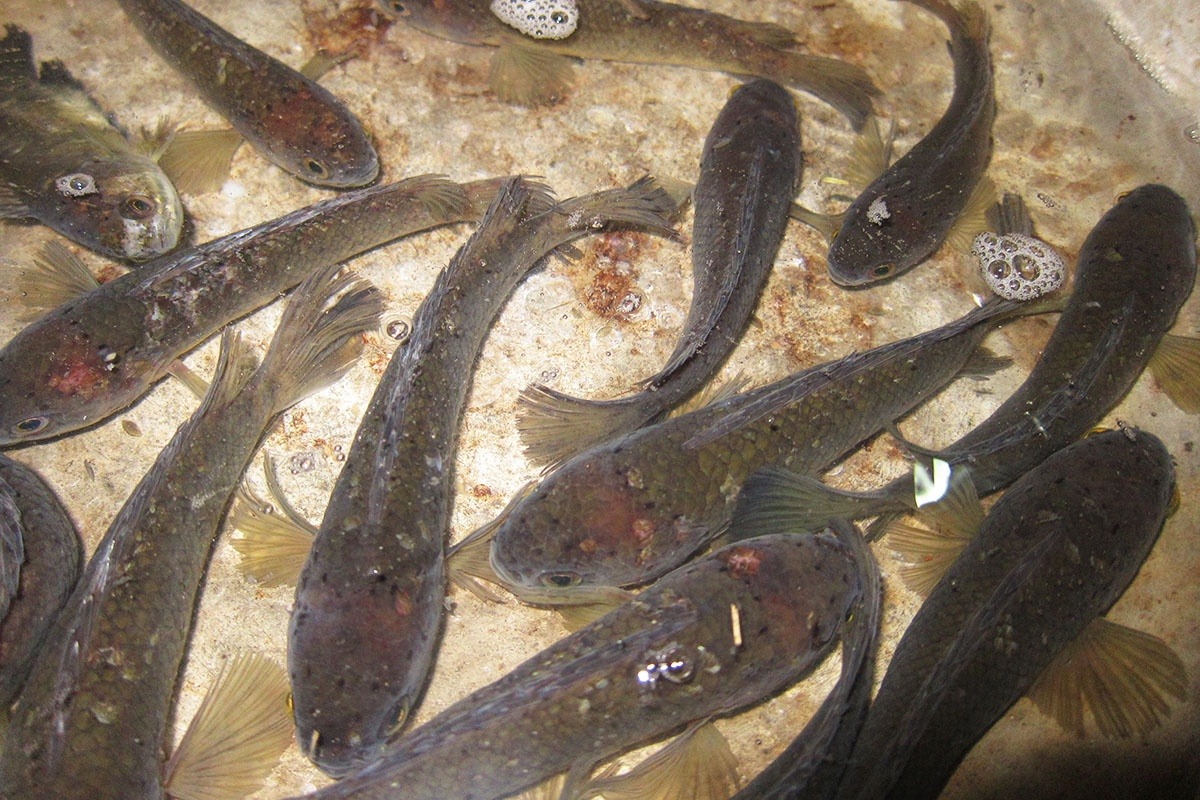 Nguyên nhân và dấu hiệu của bệnh lở loét ở cá lóc 