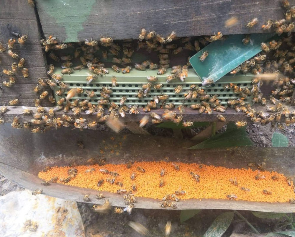 Phương pháp chống nóng, chống rét cho ong