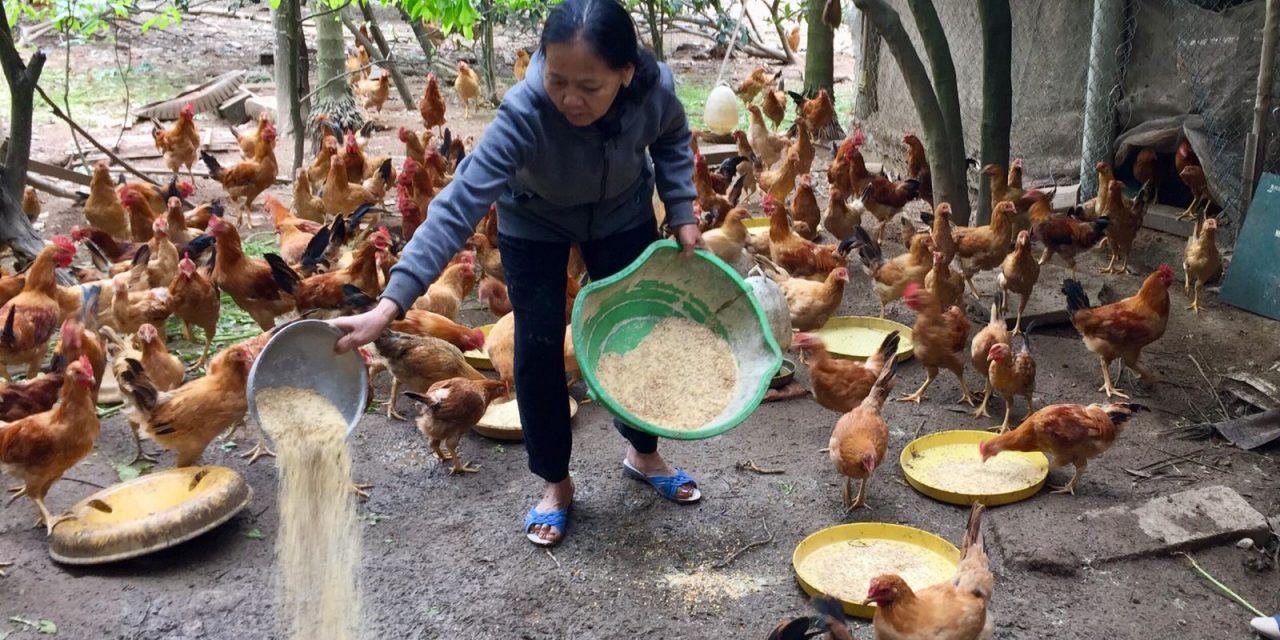 cách tối ưu hóa chi phí chăn nuôi gà