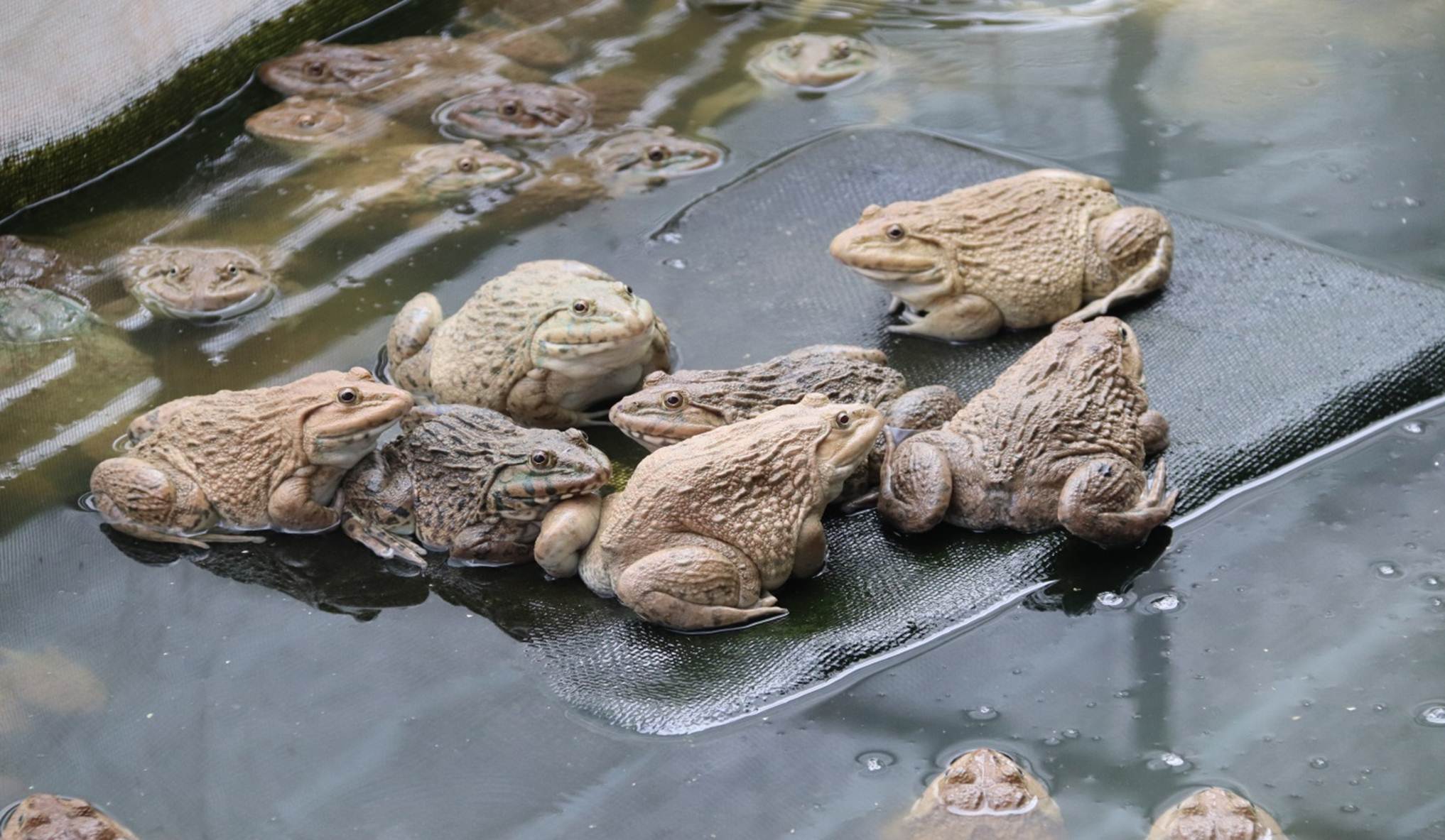 Nên phân đàn ếch theo từng loại