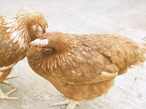 Hội chứng giảm đẻ ở gà