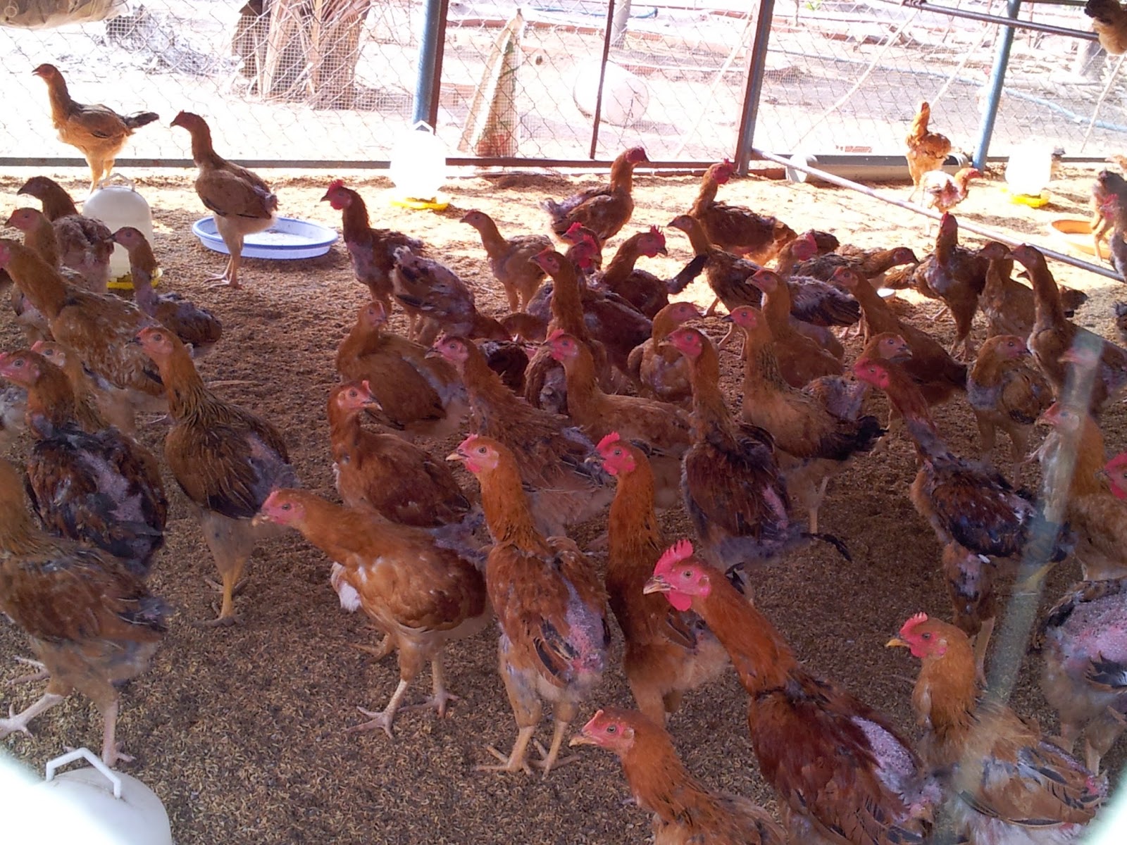 nguyên tắc chăn nuôi gà an toàn sinh học