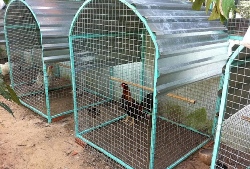 Trang bị lưới xung quanh và bên trong chuồng chạy cho gà